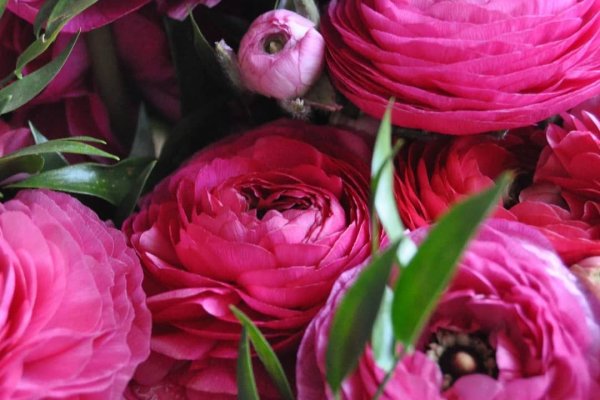 Kraken ссылка официальная