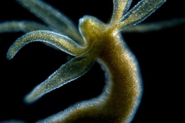 Kraken darknet ссылка
